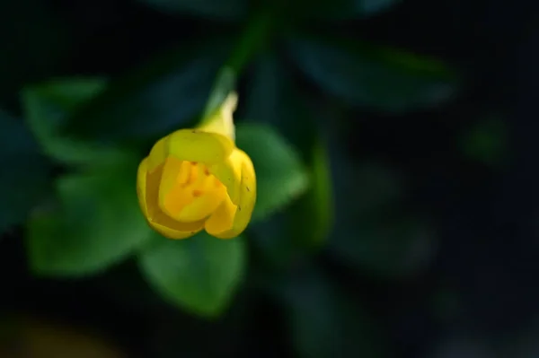 Vista Cerca Hermosas Flores Amarillas Jardín — Foto de Stock