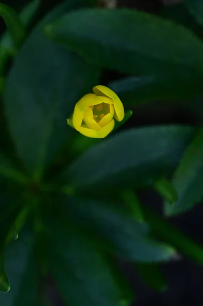 Nahaufnahme Von Schönen Gelben Blumen Garten — Stockfoto