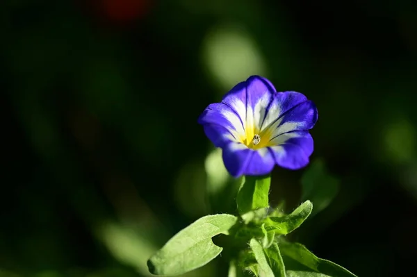 花园中美丽的紫色花朵的特写 — 图库照片