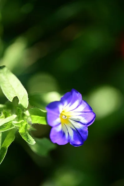 Detailní Pohled Krásné Fialové Květy Zahradě — Stock fotografie