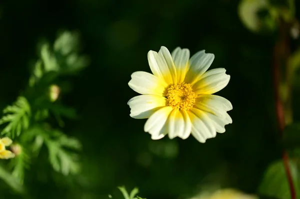 Belas Flores Brancas Amarelas Jardim — Fotografia de Stock