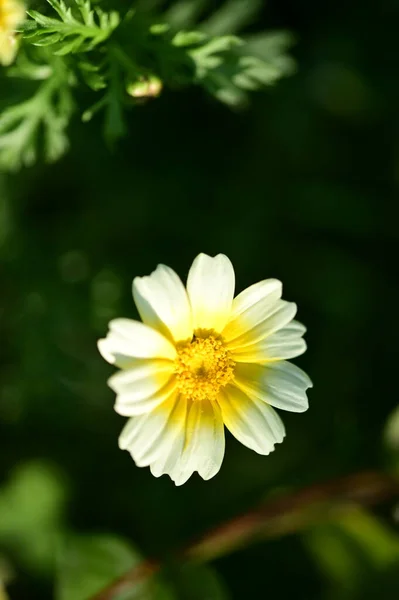 花园里美丽的白花和黄花 — 图库照片