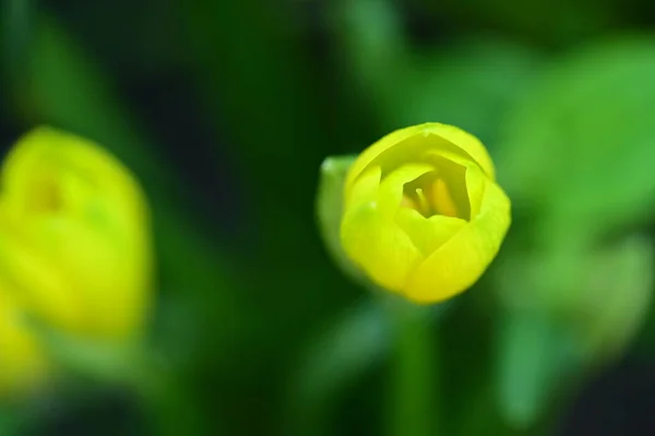 Närbild Vackra Gula Blommor Trädgården — Stockfoto