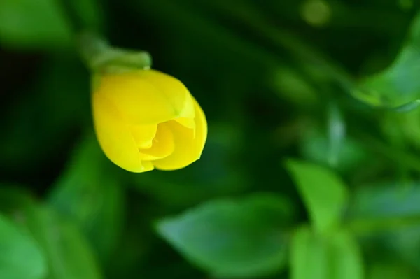 Menutup Pandangan Bunga Kuning Yang Indah Taman — Stok Foto
