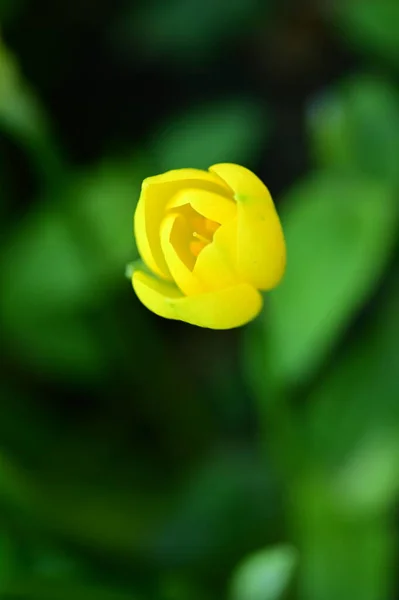 Close View Beautiful Yellow Flowers Garden — Stock Photo, Image