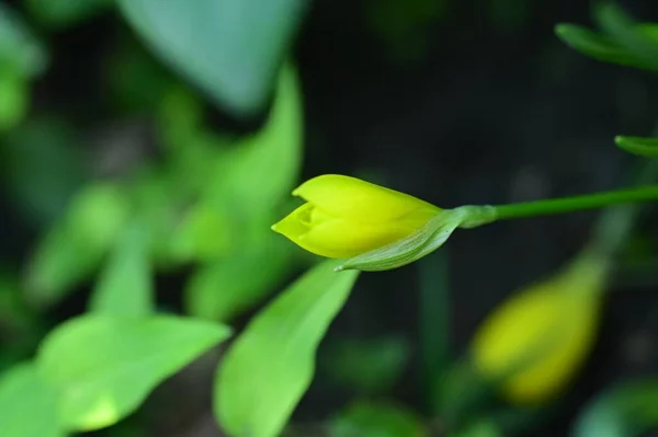 Vue Rapprochée Belles Fleurs Jaunes Dans Jardin — Photo