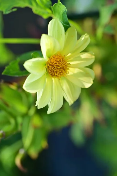 Vista Cerca Hermosas Flores Amarillas Jardín — Foto de Stock