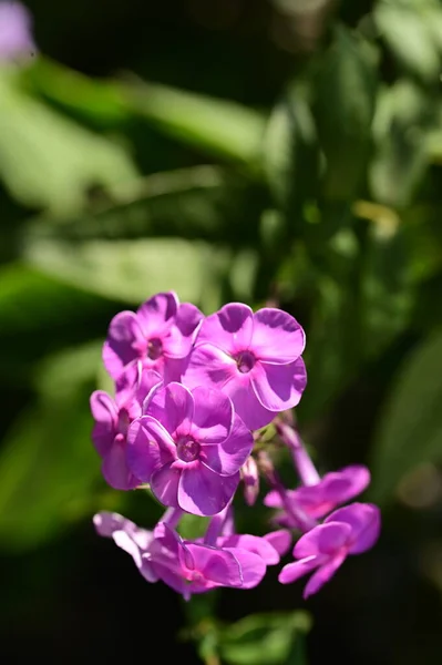 Closeup View Beautiful Purple Flowers Garden — ストック写真