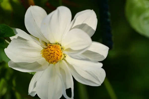 庭の美しい白い花 — ストック写真