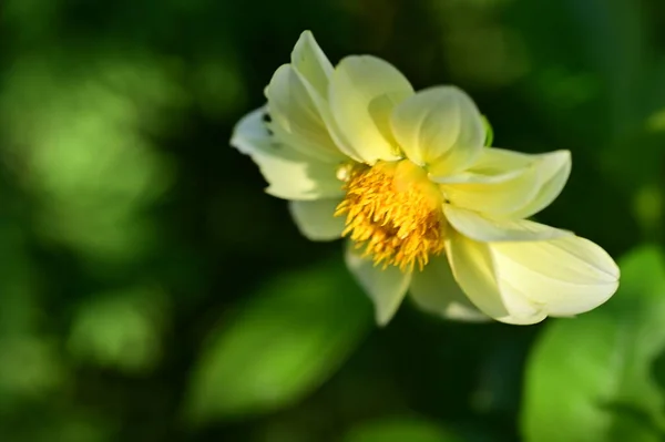 庭の美しい黄色の花を間近に見ることができます — ストック写真