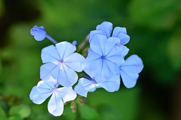 庭の青い花を間近に見ることができます — ストック写真