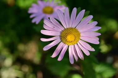 Bahçede yetişen güzel pembe çiçekler, doğa konsepti.