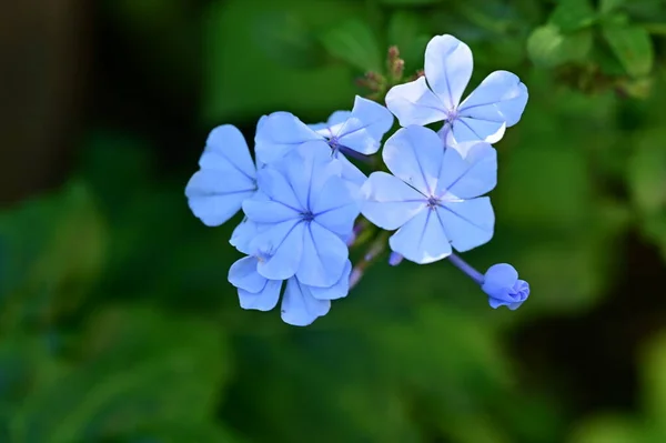 Vue Rapprochée Belles Fleurs Bleues Dans Jardin — Photo