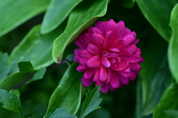 Hermosas Flores Rosadas Creciendo Jardín Concepto Naturaleza — Foto de Stock