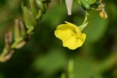 Bahçedeki güzel sarı çiçekleri kapat.