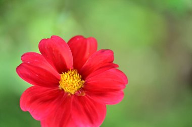 Bahçedeki güzel kırmızı çiçeğin yakın görüntüsü