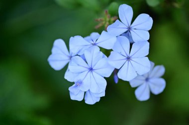 closeup view of beautiful blue flowers in the garden