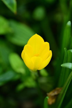 Bahçedeki güzel sarı çiçekleri kapat.