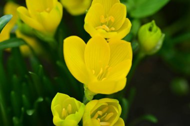 Bahçedeki güzel sarı çiçekleri kapat.