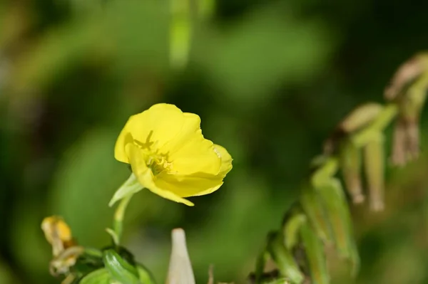 Bahçedeki Güzel Sarı Çiçekleri Kapat — Stok fotoğraf