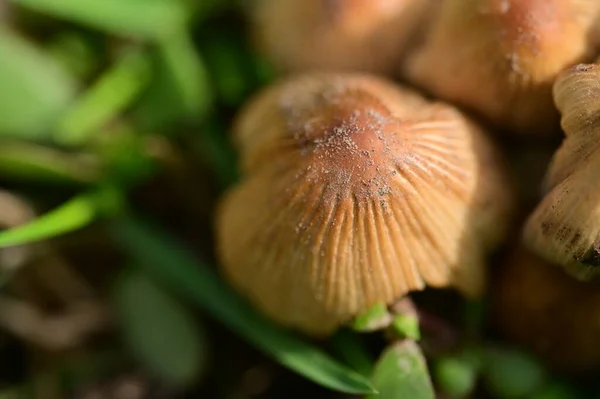 Close View Wild Mushrooms Forest — Stock Photo, Image