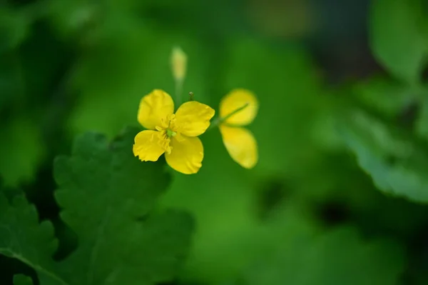 Vue Rapprochée Belles Fleurs Jaunes Dans Jardin — Photo