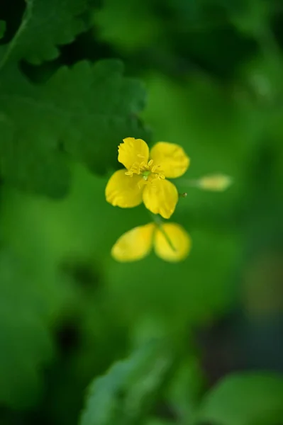 Vue Rapprochée Belles Fleurs Jaunes Dans Jardin — Photo