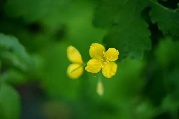 Vue Rapprochée Belles Fleurs Jaunes Dans Jardin — Photo