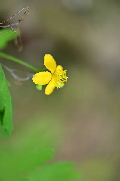 庭の美しい黄色の花を間近に見ることができます — ストック写真