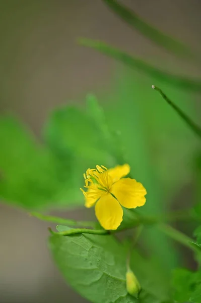 庭の美しい黄色の花を間近に見ることができます — ストック写真