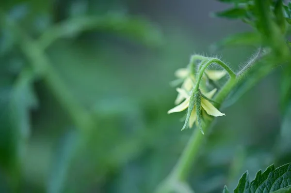 花园里一株植物的绿叶 — 图库照片