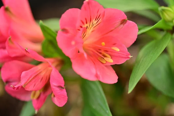 Közeli Kilátás Gyönyörű Rózsaszín Virágok Kertben — Stock Fotó