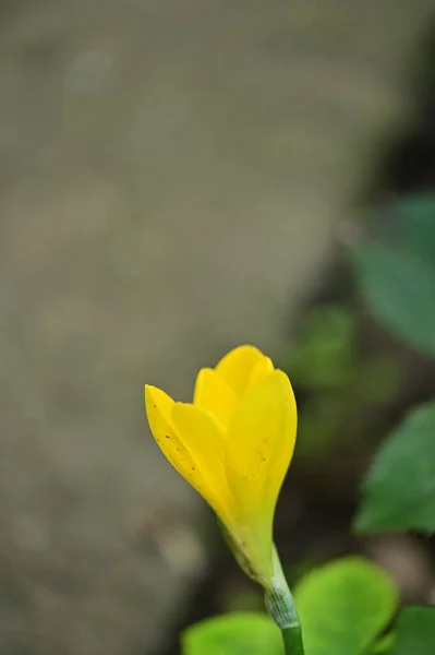 Menutup Pandangan Bunga Kuning Yang Indah Taman — Stok Foto