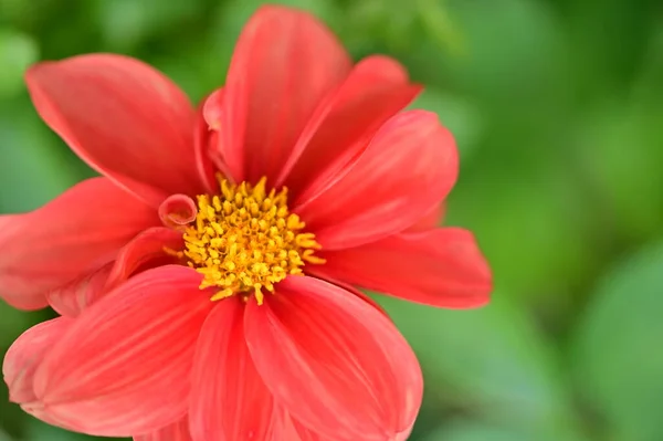 Vista Perto Bela Flor Vermelha Jardim — Fotografia de Stock