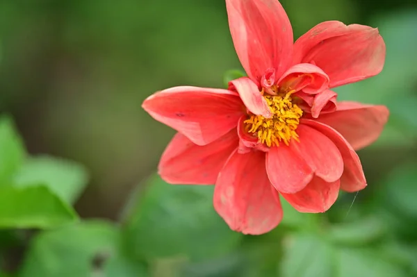 Κοντινή Θέα Του Όμορφου Κόκκινου Λουλουδιού Στον Κήπο — Φωτογραφία Αρχείου