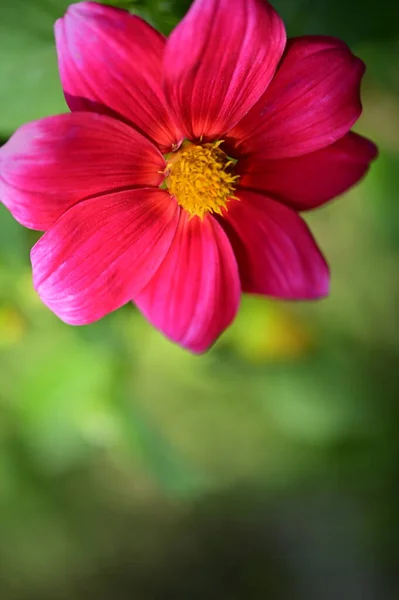 庭の綺麗なピンクの花を間近で見ることができ — ストック写真