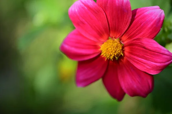 Vista Vicino Bellissimi Fiori Rosa Giardino — Foto Stock