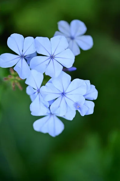 Closeup View Beautiful Blue Flowers Garden — Fotografia de Stock