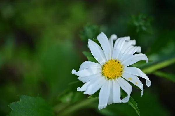 庭の美しい白い花を間近に見ることができます — ストック写真