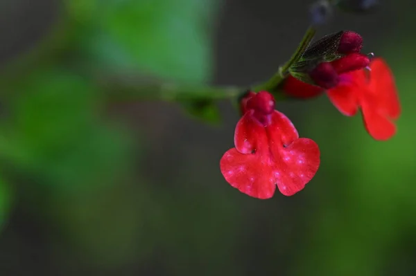 Beautiful Red Colored Flowers Growing Garden — Stock fotografie