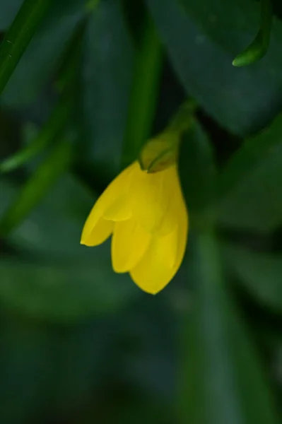 庭の美しい黄色の花を間近に見ることができます — ストック写真