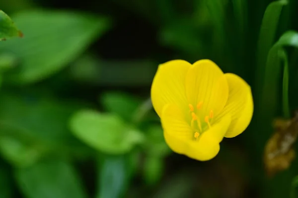 庭の美しい黄色の花を間近に見ることができます — ストック写真