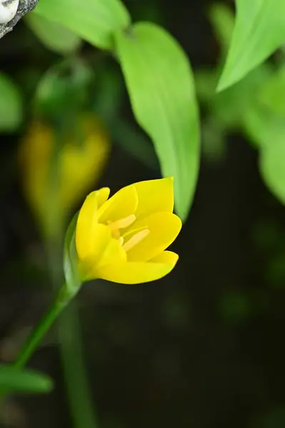 Close Zicht Mooie Gele Bloemen Tuin — Stockfoto