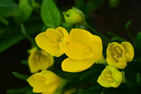 Vista Cerca Hermosas Flores Amarillas Jardín — Foto de Stock