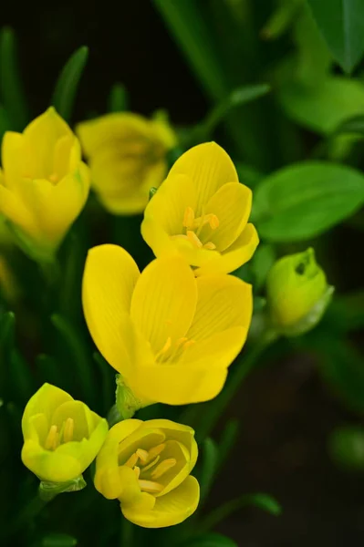 Close View Beautiful Yellow Flowers Garden — Stock Photo, Image