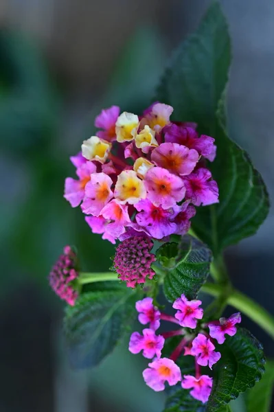 Vue Rapprochée Belles Petites Fleurs Dans Jardin — Photo