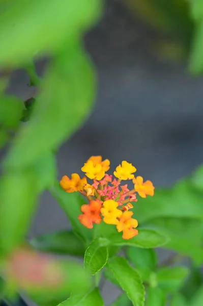 Close View Beautiful Orange Flowers Garden — Stock Photo, Image
