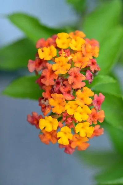 Vista Cerca Hermosas Flores Color Naranja Jardín — Foto de Stock