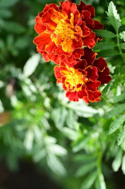 Bahçedeki güzel turuncu çiçekleri kapat.