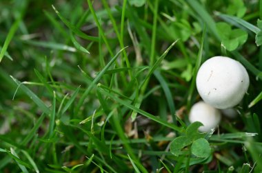Ormanda yeşil çimenler